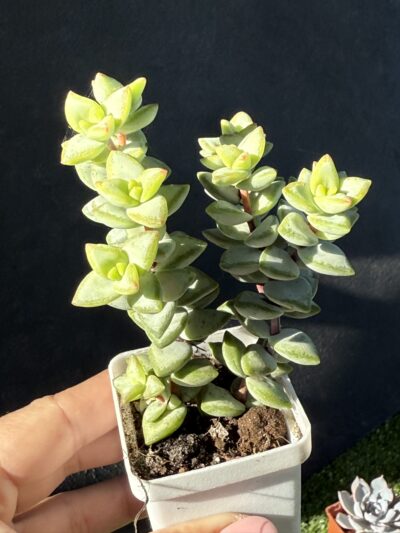 Crassula rupestris Aiboshi - Зображення 2