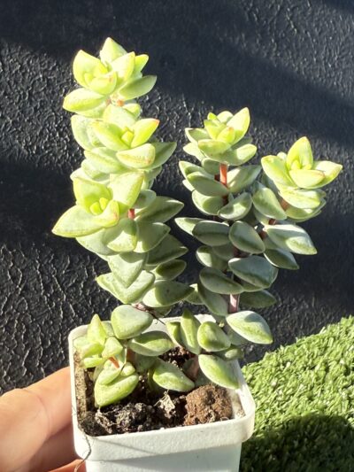 Crassula rupestris Aiboshi - Зображення 3