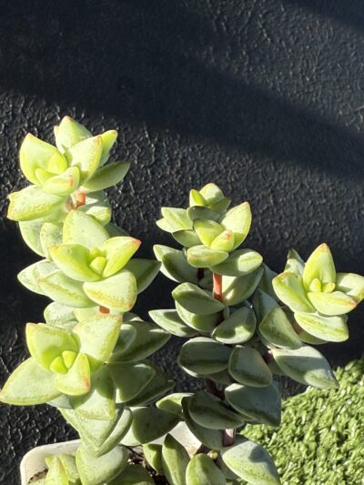 Crassula rupestris Aiboshi - Зображення 4