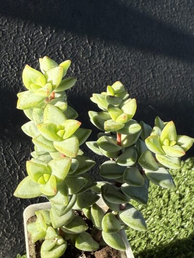 Crassula rupestris Aiboshi - Зображення 5