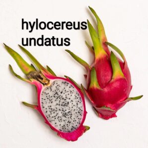 Hylocereus undatus (пітахайя) насіння
