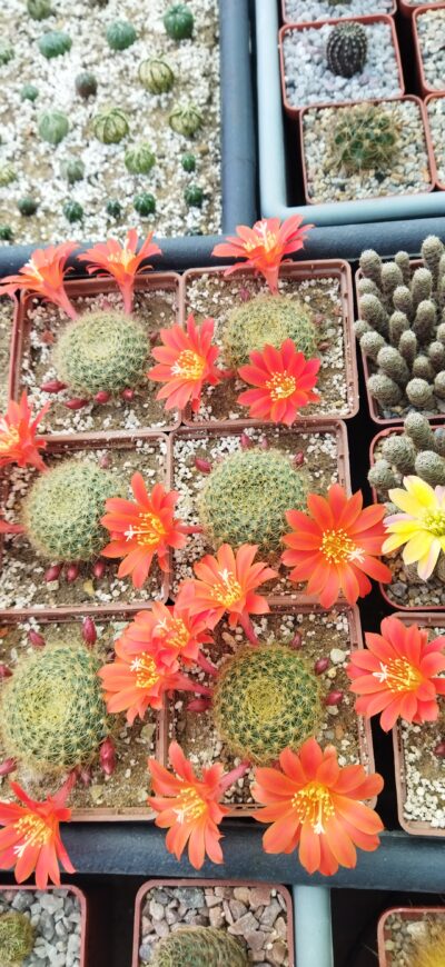 Rebutia senilis v. breviseta. Дорослі рослини - Зображення 4
