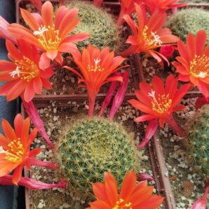 Rebutia senilis v. breviseta. Дорослі рослини