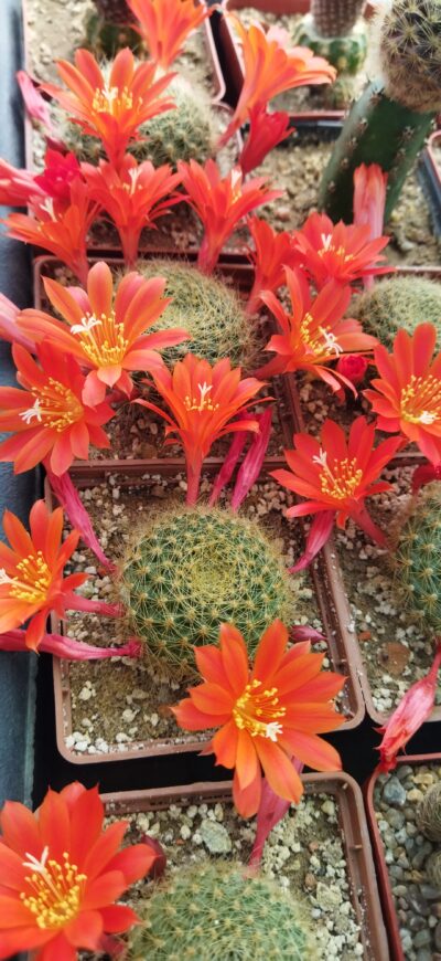 Rebutia senilis v. breviseta. Дорослі рослини