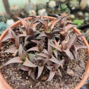 Haworthia tessellata