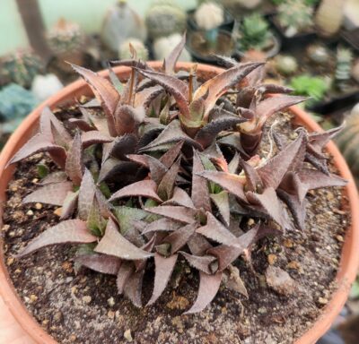 Haworthia tessellata