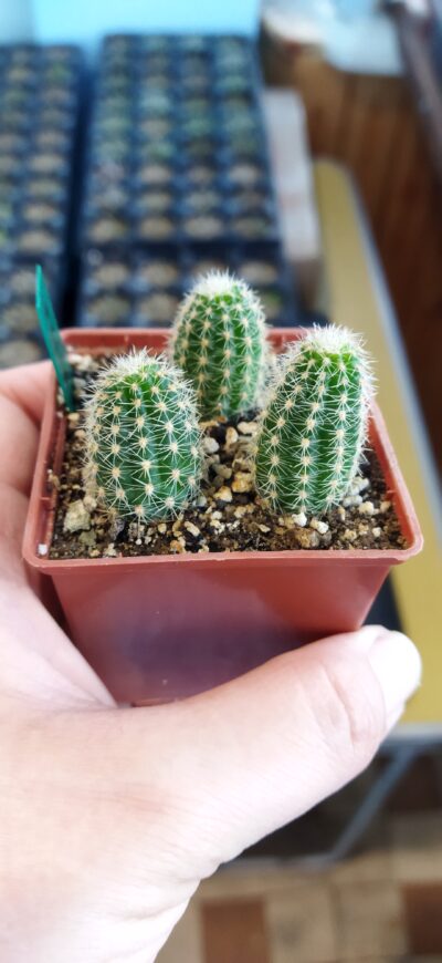 Chamaecereus hybrid Lincoln Prize - Зображення 2