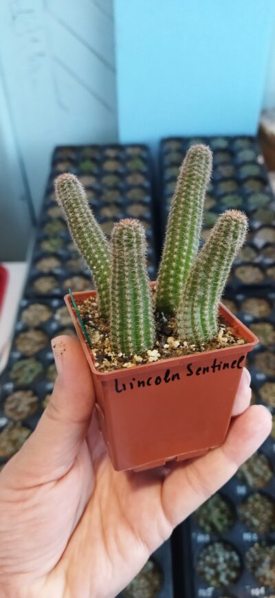 Chamaecereus hybrid Lincoln Sentinel - Зображення 2
