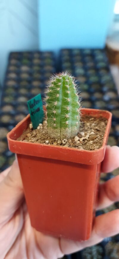 Chamaecereus hybrid Valentina - Зображення 2