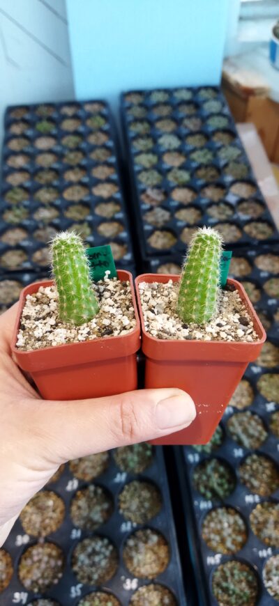 Chamaecereus hybrid Scarlatto - Зображення 2