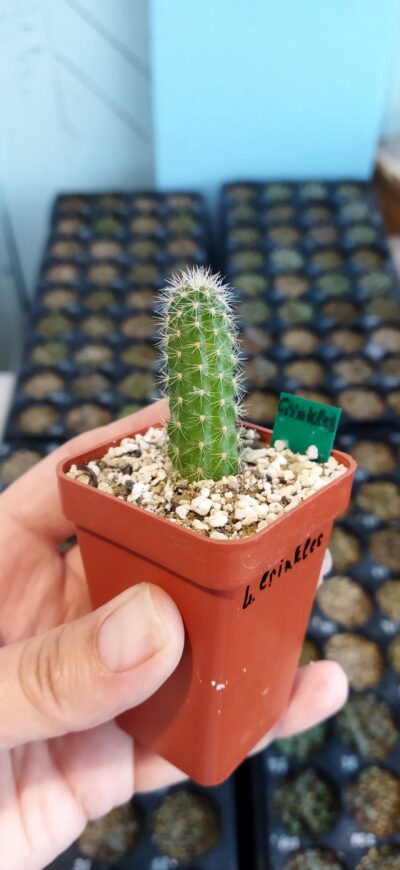 Chamaecereus hybrid Lincoln Crinkles - Зображення 2