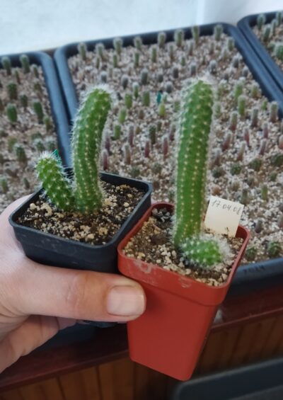 Chamaecereus hybrid Pan17.4.08 - Зображення 2