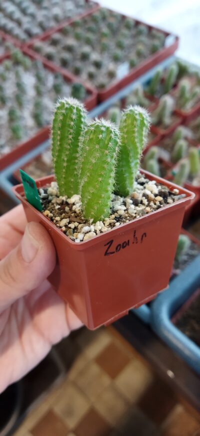 Chamaecereus hybrid Zoahr Pan17.5.101 - Зображення 2
