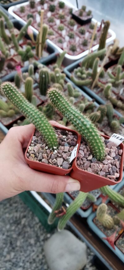 Chamaecereus hybrid Pan17.8.111 Nama - Зображення 3