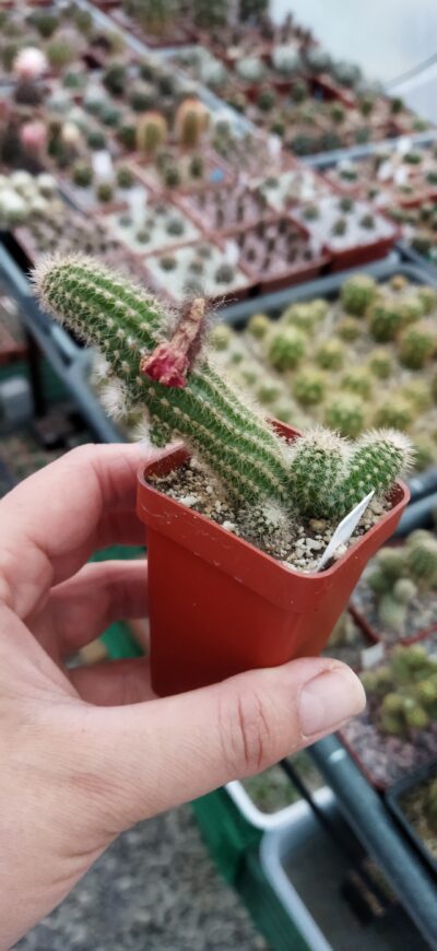 Chamaecereus hybrid Pan17.8.109 Prince. Доросла рослина - Зображення 2