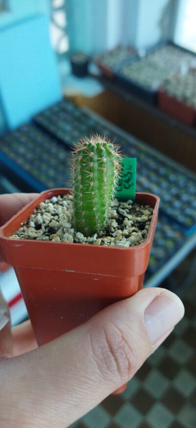 Chamaecereus hybrid Lincoln Crinkles - Зображення 3