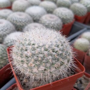 Mammillaria hahniana