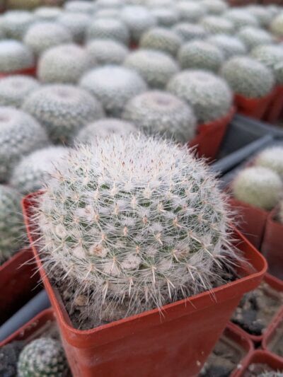 Mammillaria hahniana