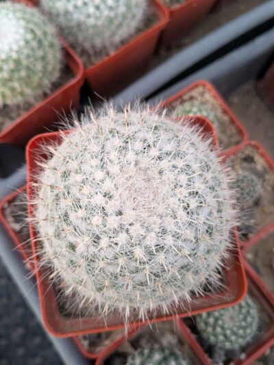 Mammillaria hahniana - Зображення 2