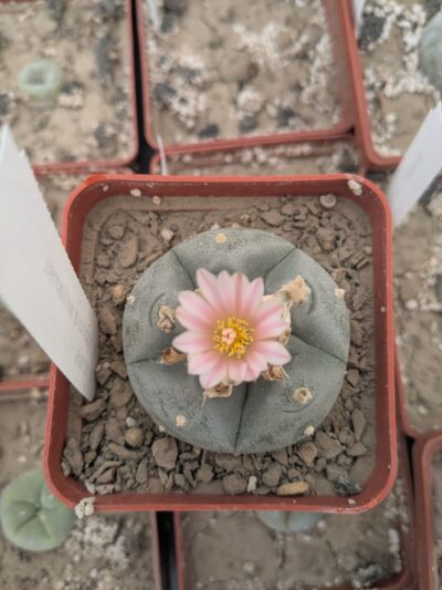 Lophophora williamsii v. texana - Зображення 2