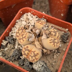 Lithops dorotheae C124