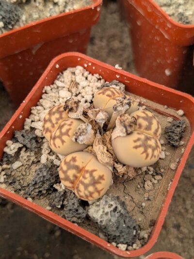 Lithops dorotheae C124