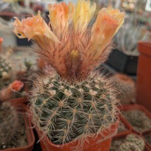 Parodia microsperma