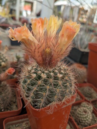 Parodia microsperma
