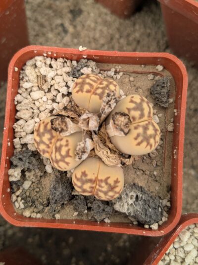 Lithops dorotheae C124 - Зображення 2
