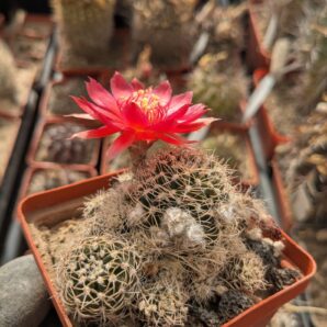 Lobivia schieliana cv. multiprolifera