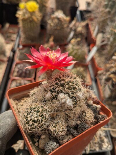 Lobivia schieliana cv. multiprolifera