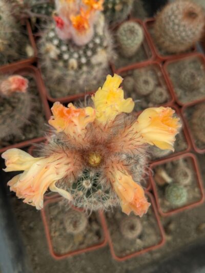 Parodia microsperma - Зображення 2