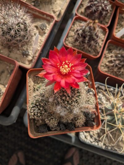 Lobivia schieliana cv. multiprolifera - Зображення 2
