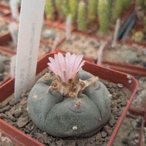 Lophophora williamsii v. texana