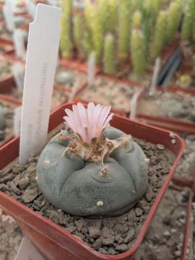Lophophora williamsii v. texana