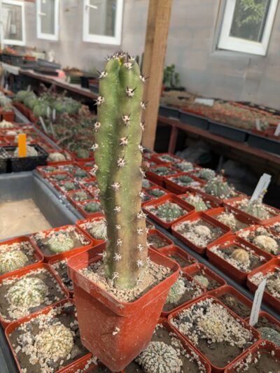 Harrisia (eriocereus) jusbertii - Зображення 2