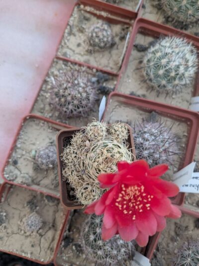 Lobivia schieliana cv. multiprolifera - Зображення 2