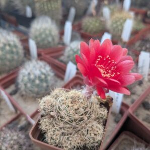 Lobivia schieliana cv. multiprolifera