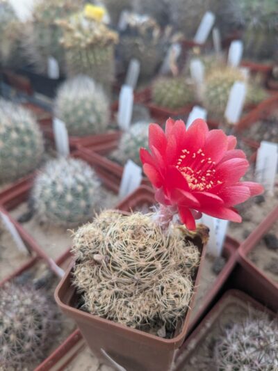 Lobivia schieliana cv. multiprolifera