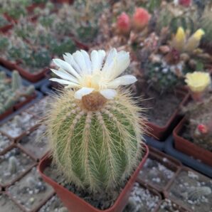 Notocactus warasii