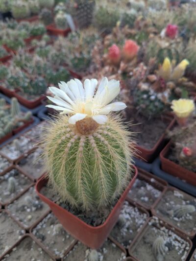 Notocactus warasii