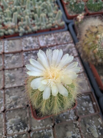 Notocactus warasii - Зображення 2