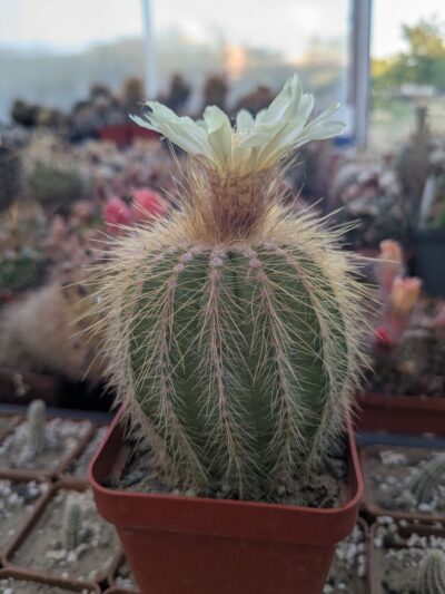 Notocactus warasii - Зображення 3