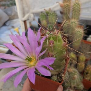 Echinocereus cinerascens