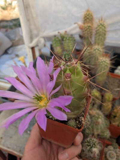 Echinocereus cinerascens