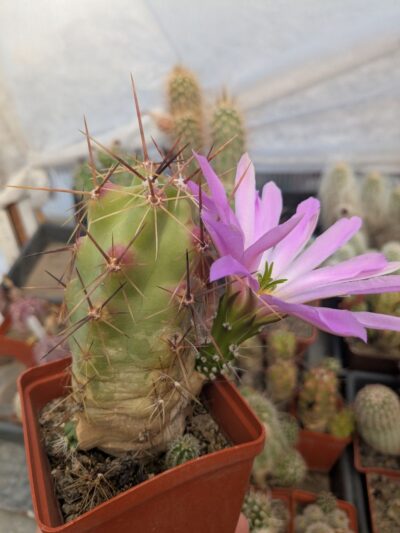 Echinocereus cinerascens - Зображення 2