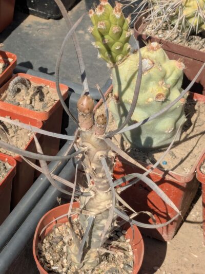 Tephrocactus articulatus (бутони) - Зображення 2