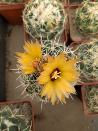 Coryphantha scheeri - Зображення 2