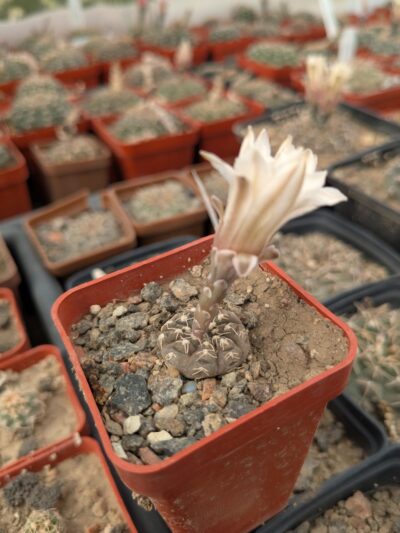 Gymnocalycium ragonesei - Зображення 2
