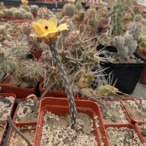 Pterocactus decipiens